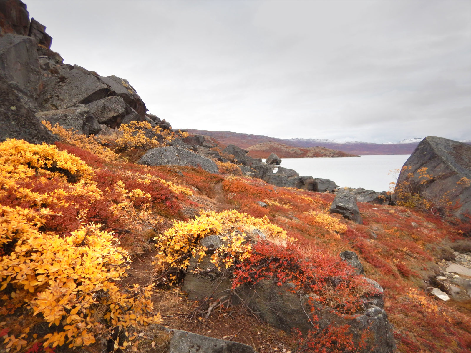 The Arctic Circle Trail winding its way through the colourful autumn / fall vegetation under overcast skies