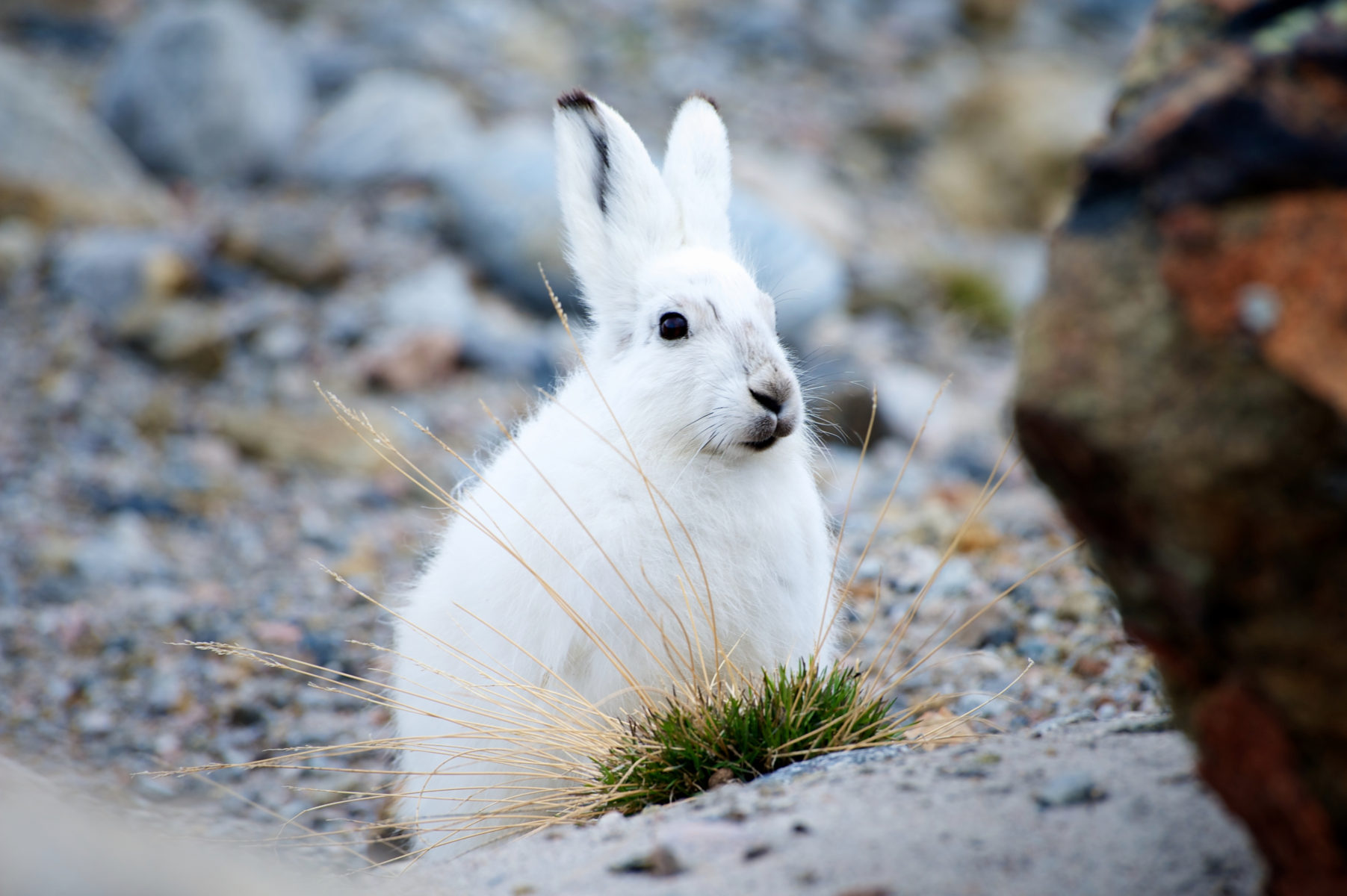 Arctic Hares are one type of wildlife you can spot along the Arctic Circle Trail