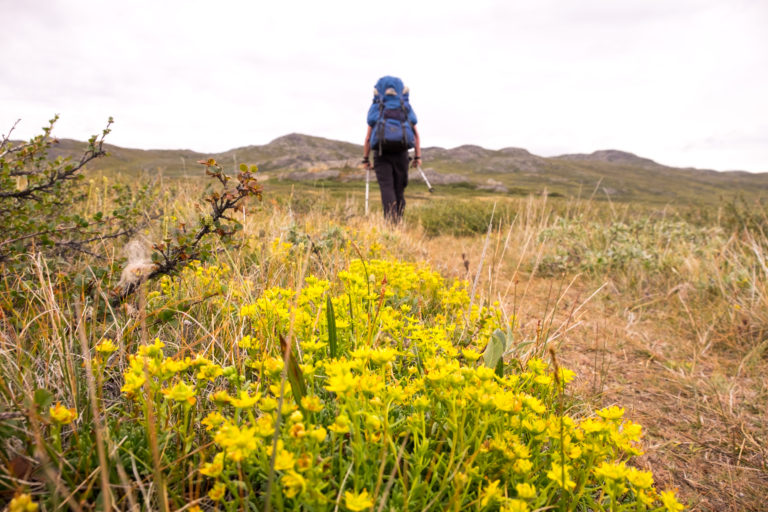 Hiker passing yellow flowers on the Arctic Circle Trail. Hikers should have sufficient fitness to carry a heavy pack for a week or more