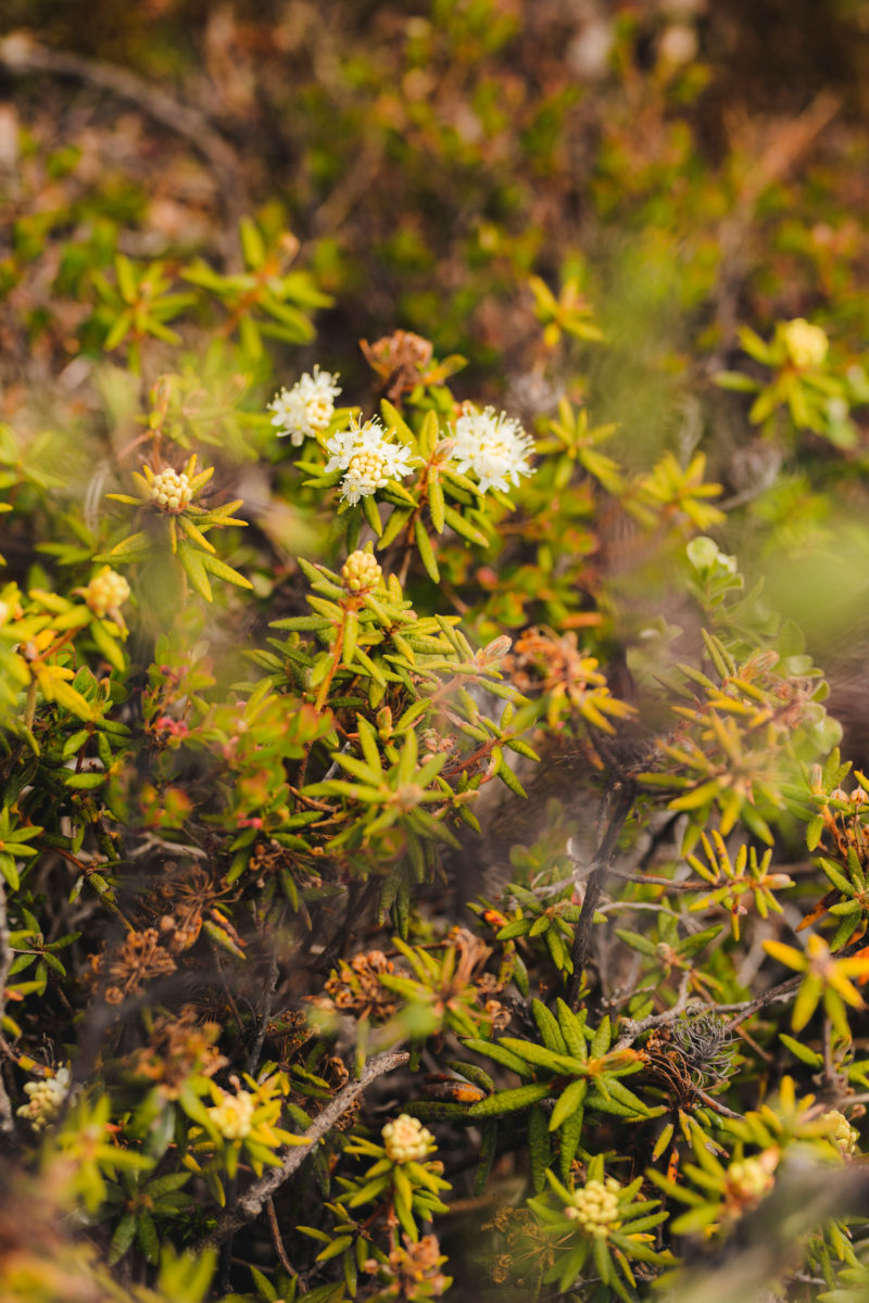 Bog Labrador tea - one of the many plants / flora along the Arctic Circle Trail