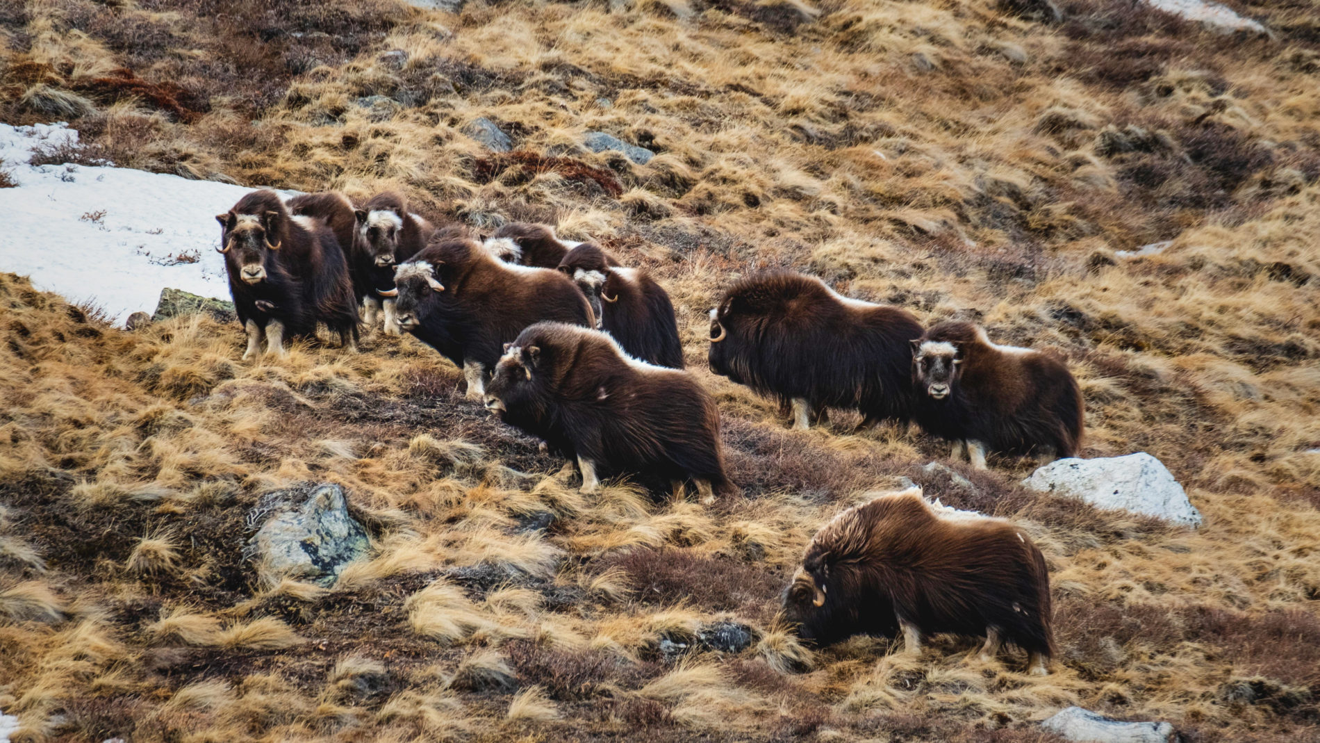 A heard of musk oxen near Kangerlussuaq. One of the types of wildlife you may see along the Arctic Circle Trail
