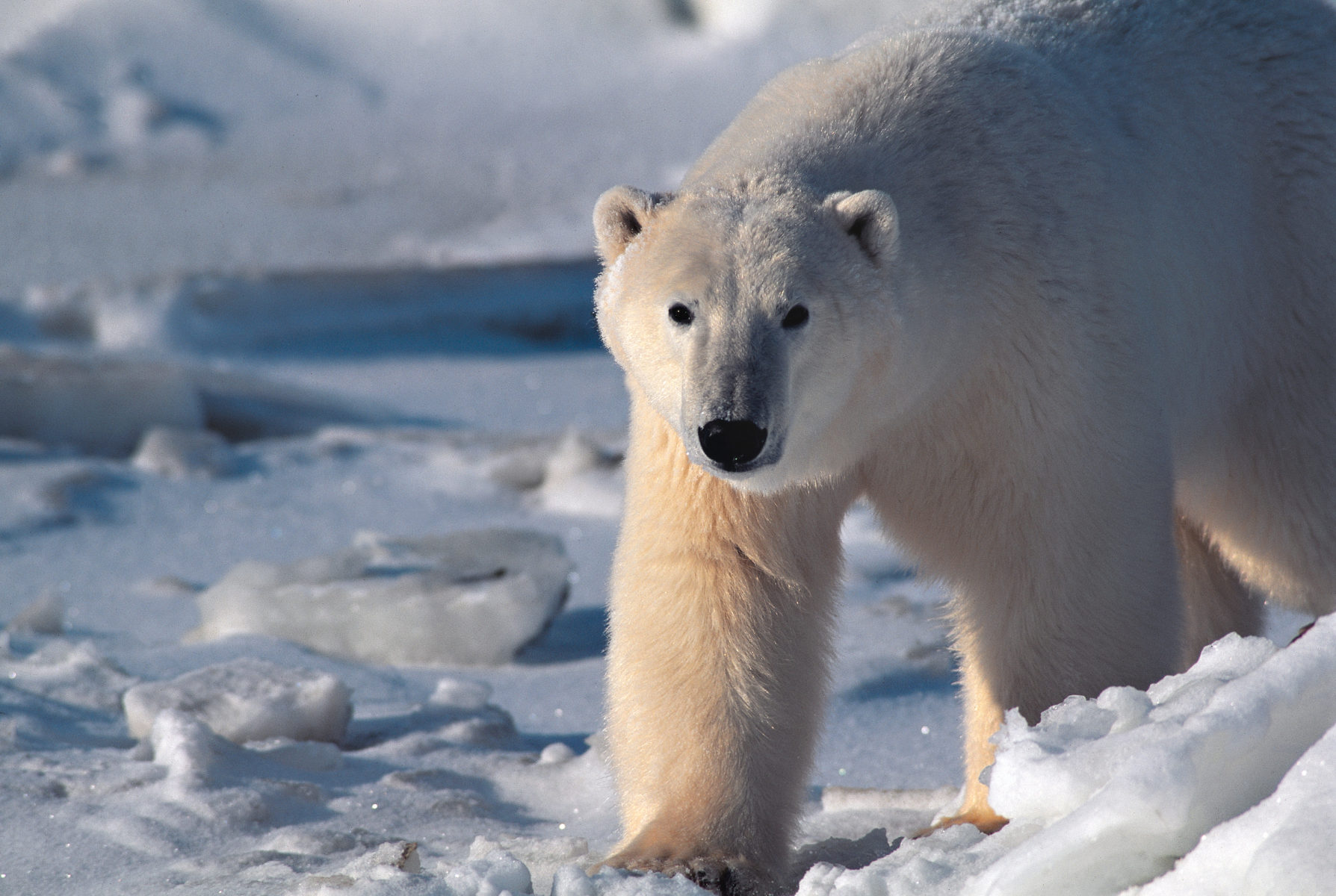 Polar bears are not a problem along the Arctic Circle Trail