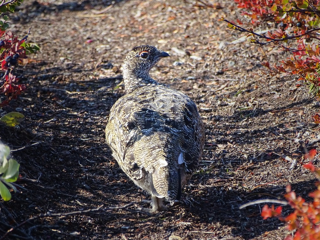 Ptarmigan (grouse) are one type of wildlife you can spot along the Arctic Circle Trail