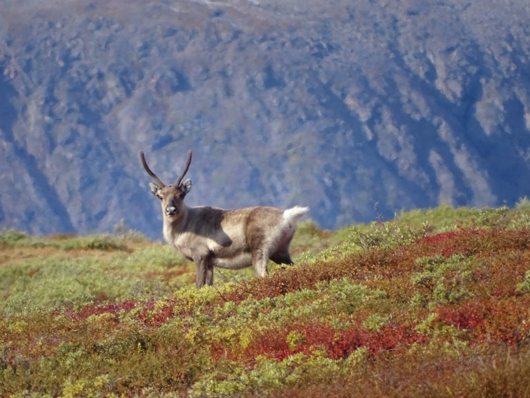 Reindeer are one of the key types of wildlife you can spot along the Arctic Circle Trail