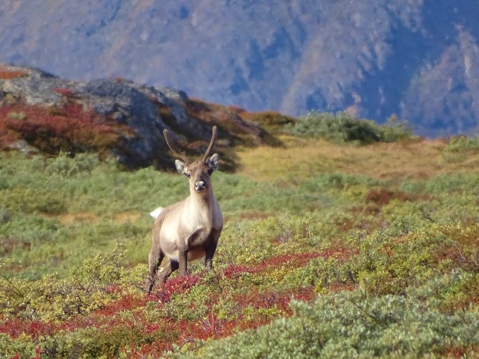 There are few safety concerns from the wildlife along the Arctic Circle Trail unless you get too close. This reindeer is very curious about the hikers