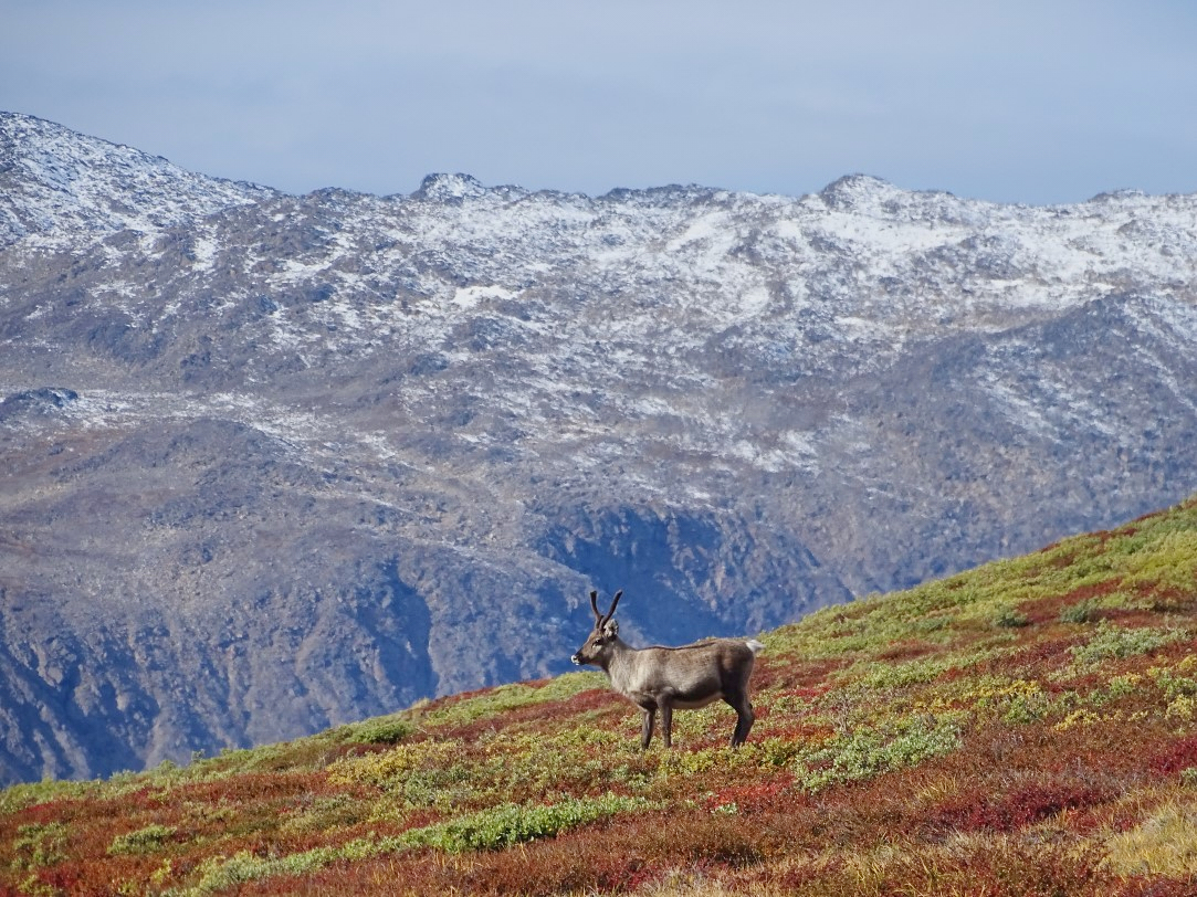 Reindeer spotted on the Arctic Circle Trail. Please follow the Leave No Trace rules about wildlife