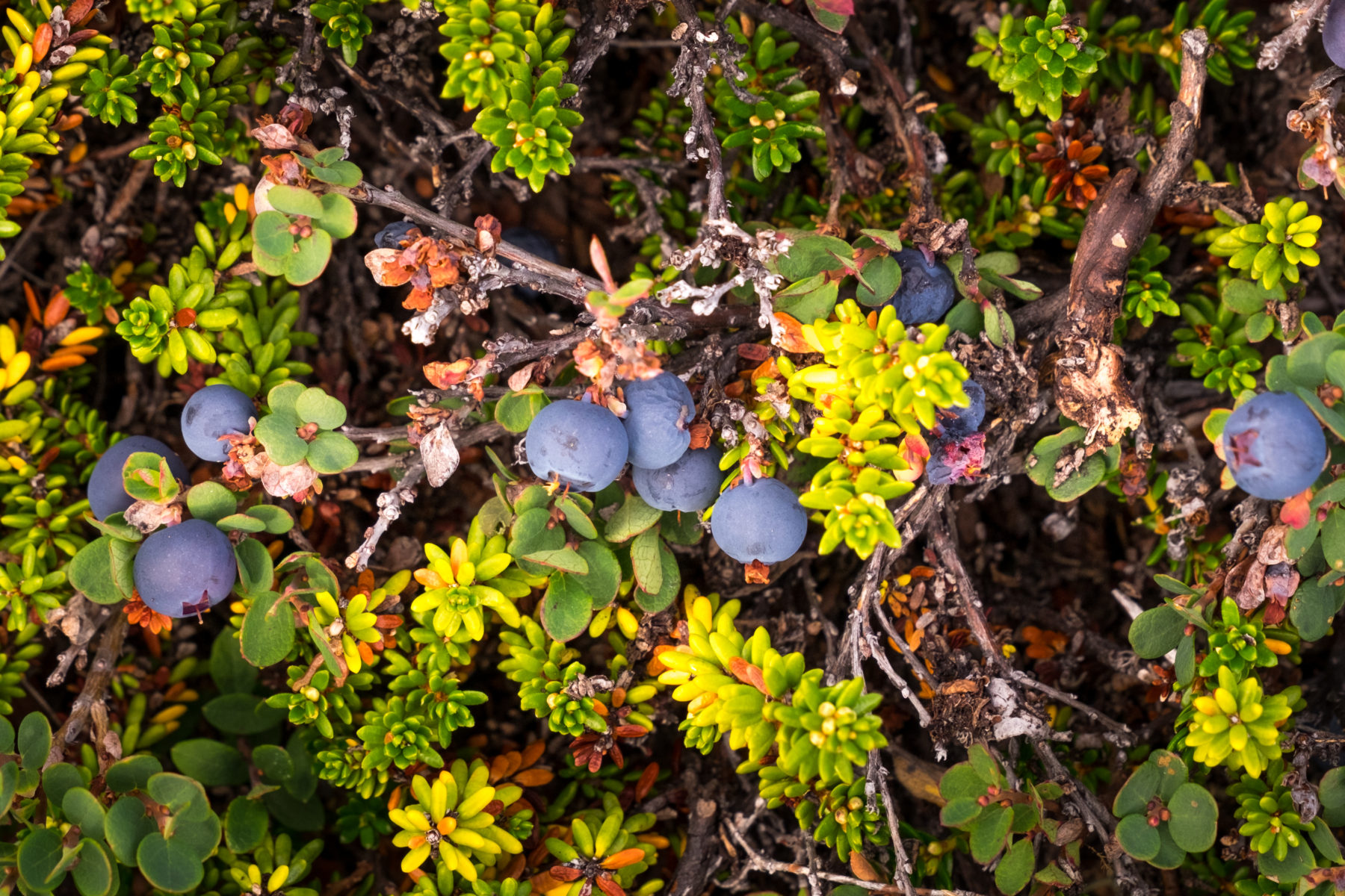 Arctic Blueberry - one of the many plants / flora along the Arctic Circle Trail