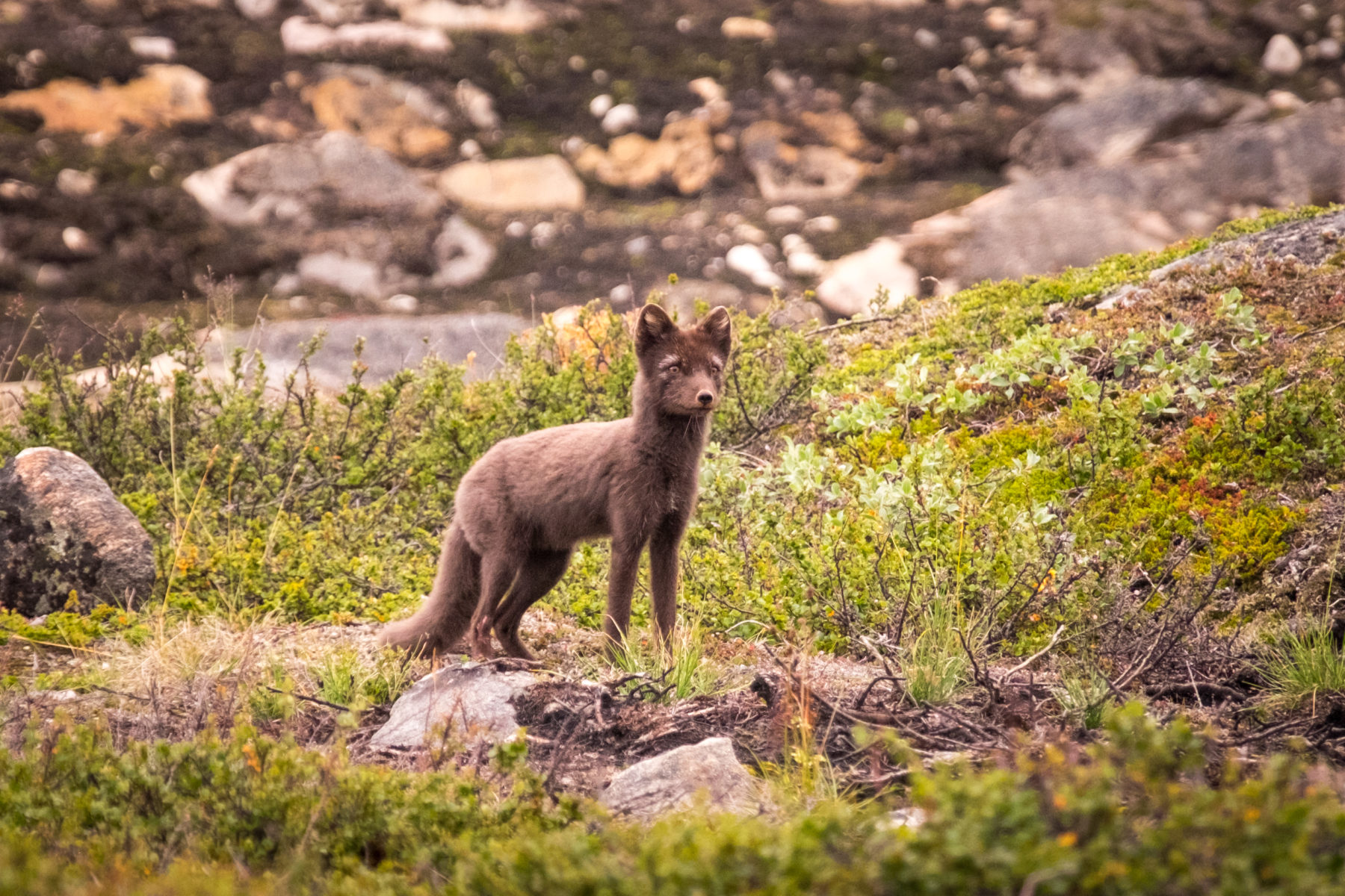 Arctic Foxes or Polar Foxes are one type of wildlife you can spot along the Arctic Circle Trail