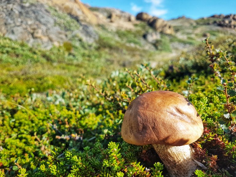 Bolete mushrooms - one of the many plants / flora along the Arctic Circle Trail
