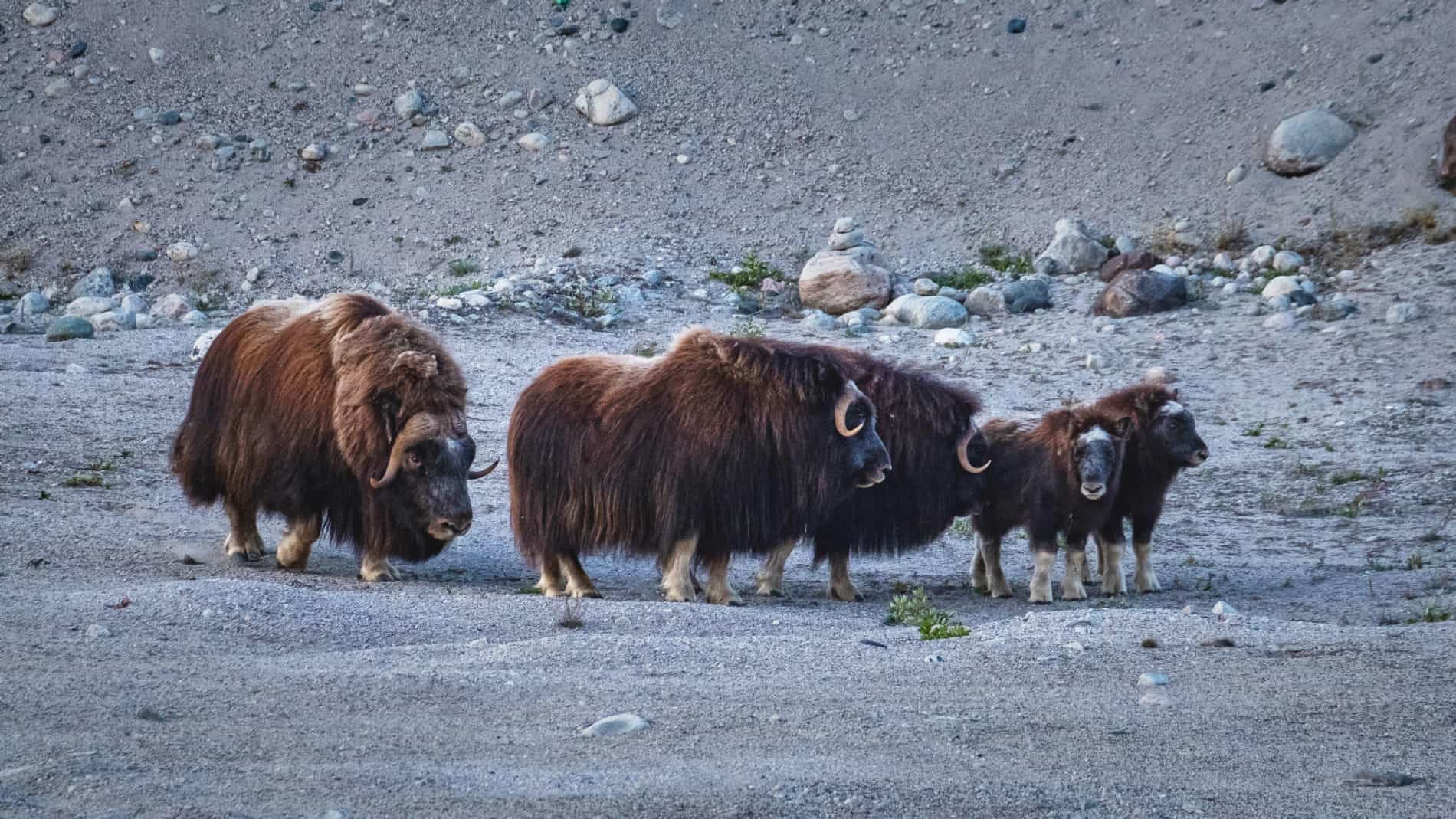A musk ox family. Kangerlussuaq is the best place in Greenland to see Musk Oxen on a wildlife safari