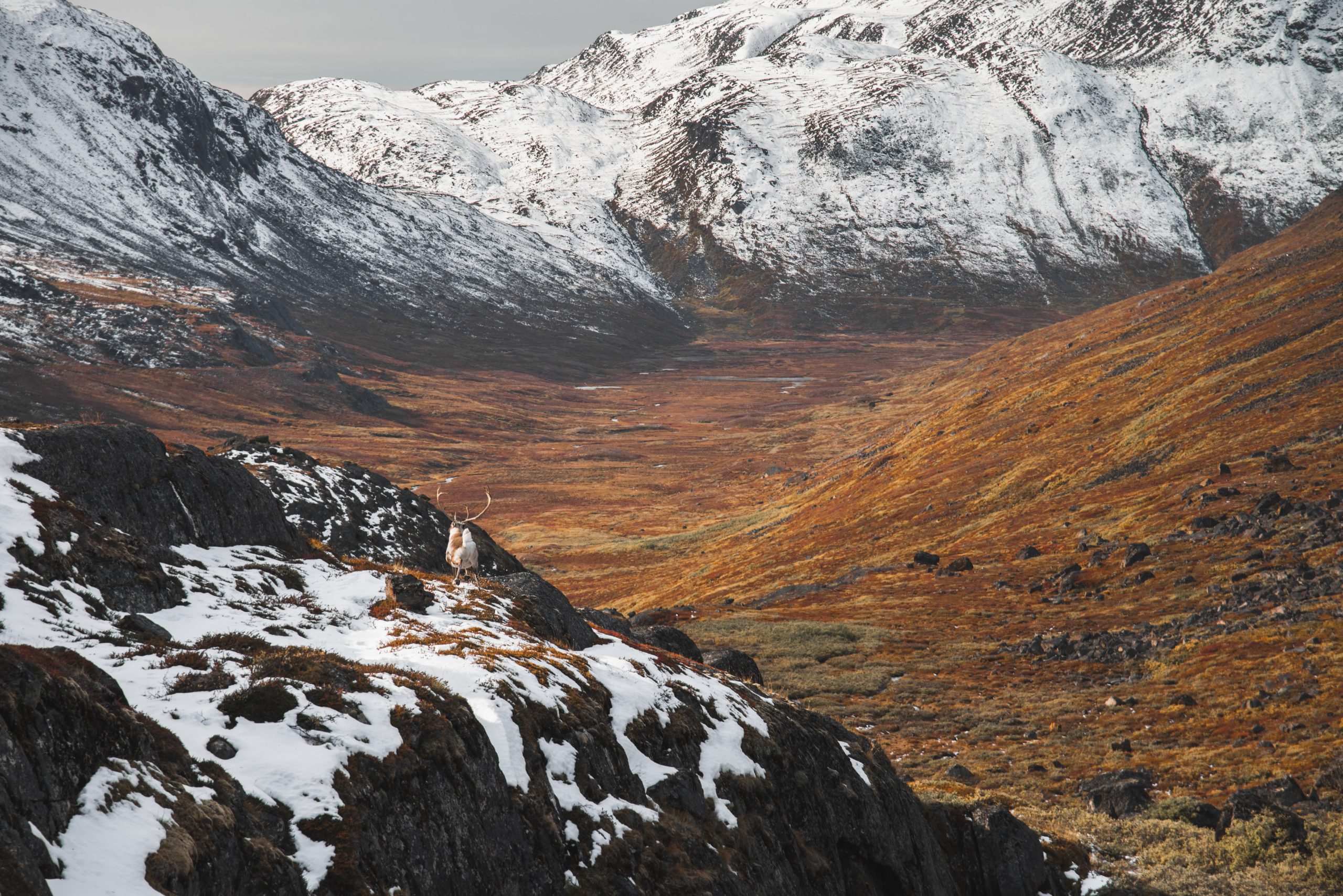 Reindeer on a ridge along the Arctic Circle Trail with snowy mountains